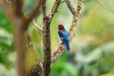 Scarlet Tanager: The Red Bird Hidden in the Forest