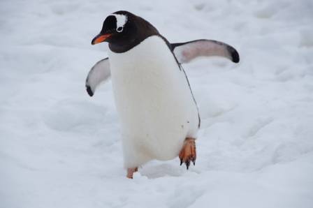 Cool Facts About Penguins