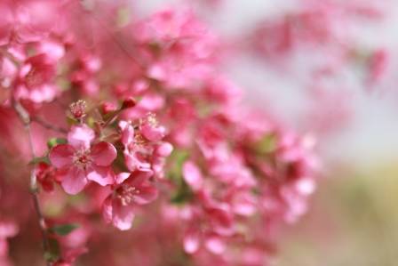 Plum Blossoms: The Best Early Spring Flower