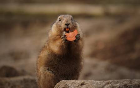 Nine things you didn’t know about marmots