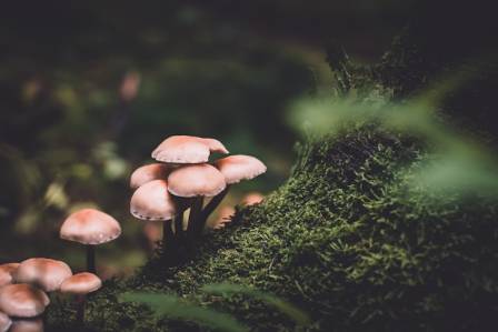 10 fun facts about fungi