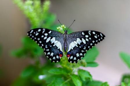 Why Butterflies Matter