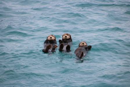 Essential Facts About Otters: Nature’s Aquatic Architects
