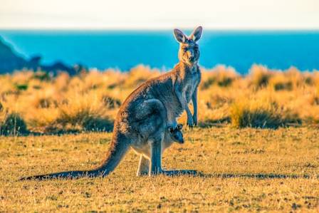10 Amazing Facts You Should Know About Kangaroos