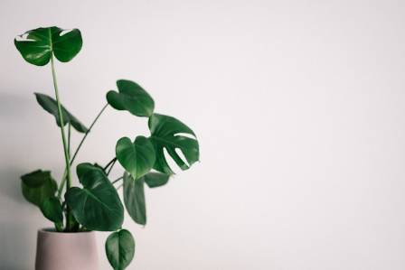How to Grow and Care for a Monstera Houseplant