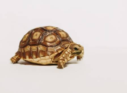 Essential Insights into the World of Marine Turtles