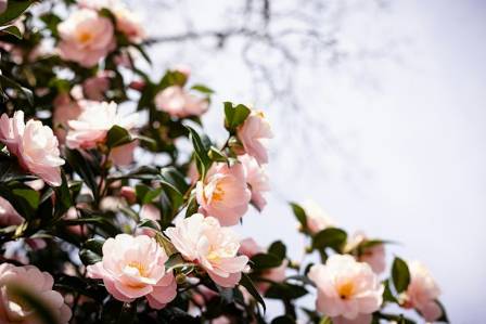 Camellia Care Secrets for Stunning Winter Blooms
