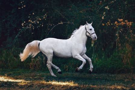 Przewalski’s Horse: The Last Wild Horse of the Steppes
