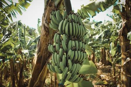 Where do bananas come from?