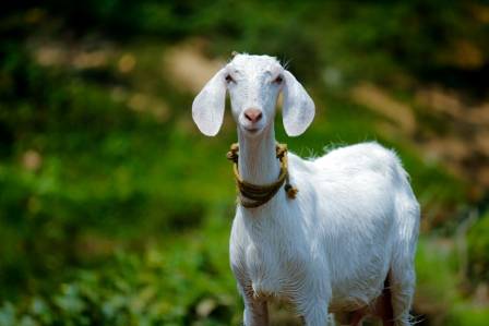 Fascinating Insights Into the Lives of Goats
