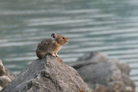 American Pika: The Tiny Mountain Survivor Facing a Changing Climate