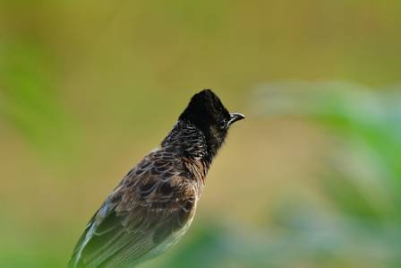 Five Most Mind-Blowing Facts About The Umbrellabird