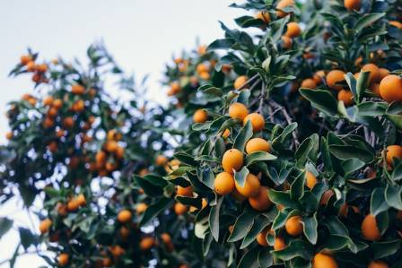 The Wonderful Kumquat: A Unique Citrus Gem