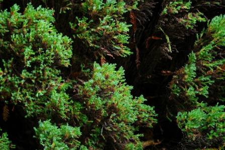 Chinese Juniper Shrubs
