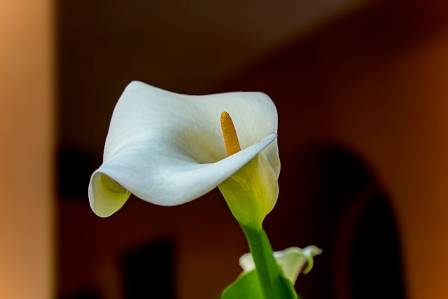 Let’s Look at the Calla Lily In-Depth