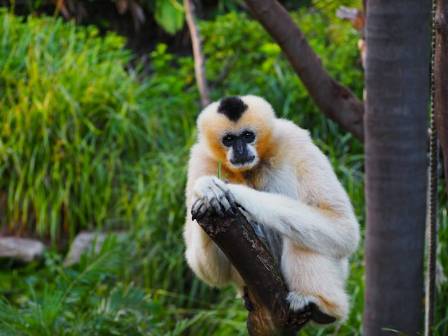 White-handed Gibbon at Wildlife Gardens