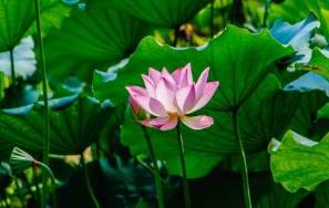 Symbolic Significance of the Lotus
