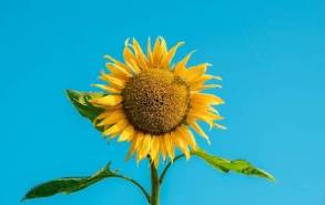 The Solar Dance of Sunflowers: Unveiling the Secrets of Heliotropism