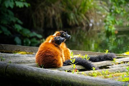 Ring-tailed Lemurs: Madagascar’s Unique Island Primates