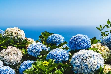 Successful Methods for Planting and Growing Hydrangeas