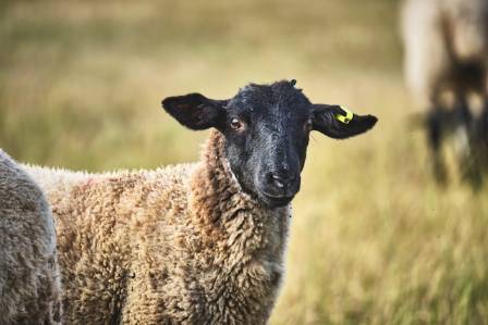 A Full Guide to Taking Care of Suffolk Sheep