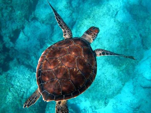 Unlocking the Fountain of Youth: The Fascinating World of Ageless Species