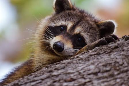 Raccoons — Facts and Fancies