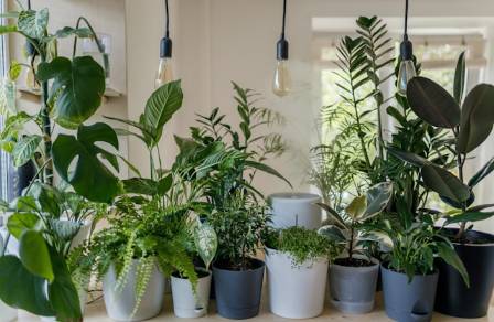 The Remarkable Impact of Indoor Plants on Psychological Wellness