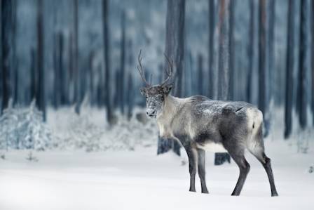 Fun Facts about Reindeer and Caribou