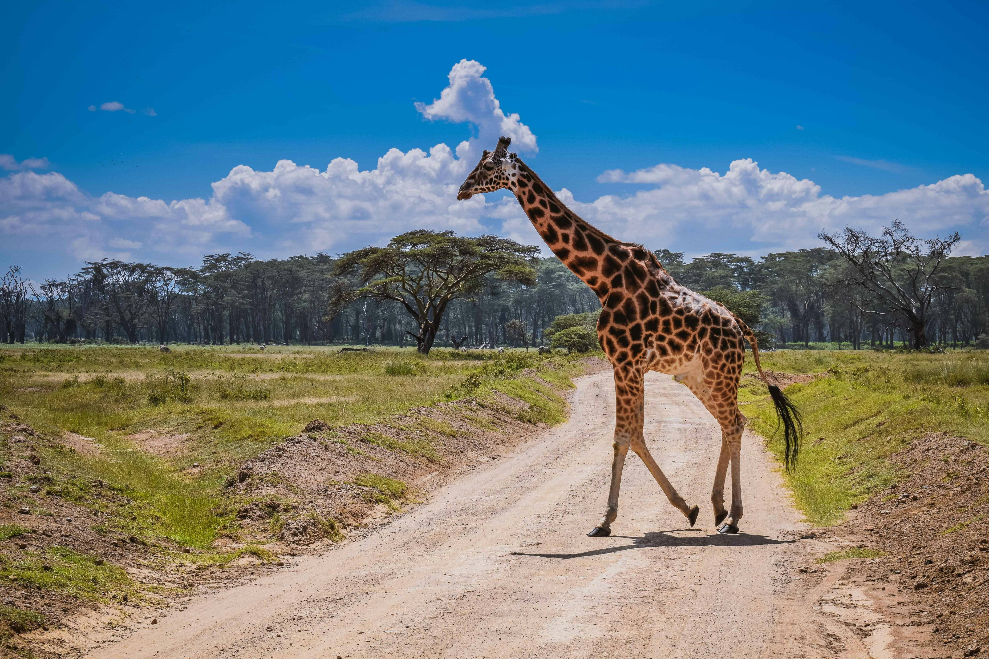 giraffe walking on dirt road during daytime