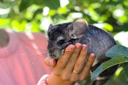10 Adorable Fluffy Creatures to Brighten Your Day