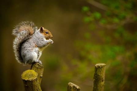 Intriguing Details for Squirrel Appreciation Day