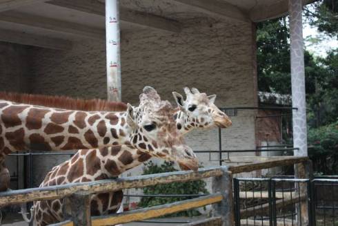 Giraffe Feeding Habits: A Unique Herbivore's Lifestyle
