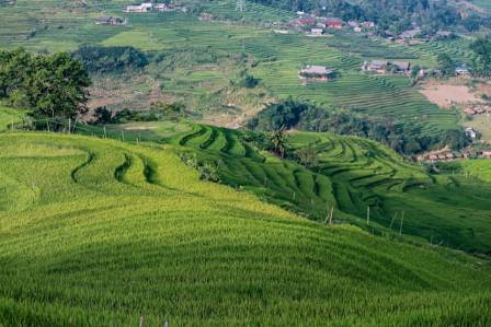 Examples of Terrace Farming Around the World